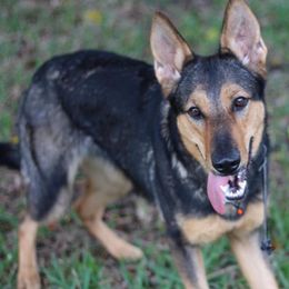 Belgian Malinois and German Shepherds from Haus von Pixar Kennels
