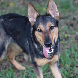 Belgian Malinois and German Shepherds from Haus von Pixar Kennels
