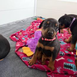 Dark pink collar Girl - Black and rust female Doberman Pinscher puppy in Madison, Indiana from Jensen Dobermans and Dachshunds