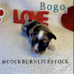 Bogo - Blue merle male Toy Australian Shepherd puppy in Gillette, Wyoming from Cockburn’s Toy and Mini Australian Shepherds