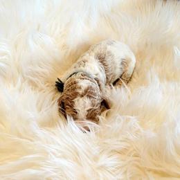 Australian Labradoodle, Double Doodle, Goldendoodle, and Labradoodle Puppies from Lake Mountain Doodle