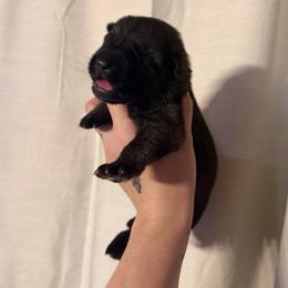 Goliath - Sable male German Shepherd puppy in Beryl, Utah from Von Den Mächtigen Kennels