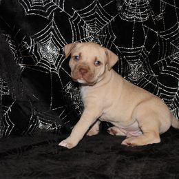 American Pit Bull Terrier Puppies from Mika Tica Kennels
