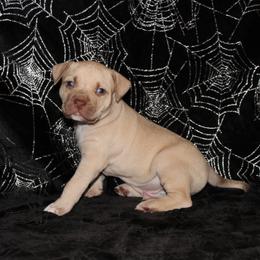 American Pit Bull Terrier Puppies from Mika Tica Kennels