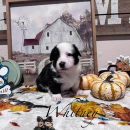 Whitney - Brindle and white female Cardigan Welsh Corgi puppy in Cumby, Texas from Windmill Cardigan Welsh Corgis and German Shepherds