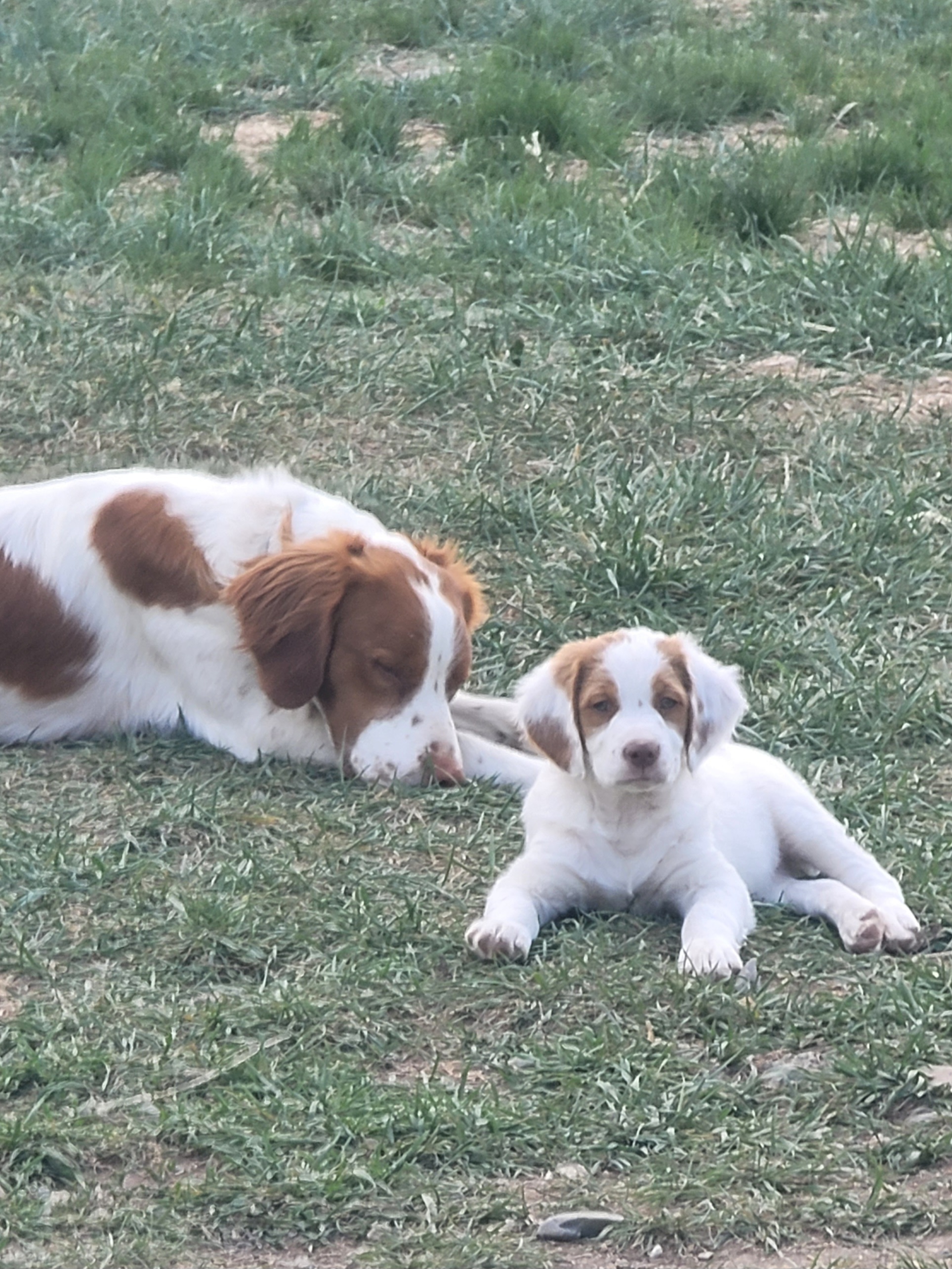 Brittany Puppies from Treasure State Brittanys