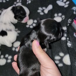 Shih Tzu Puppies from Wallace Babies