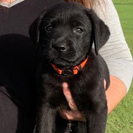 Labrador Retrievers from Quail Meadow Labradors