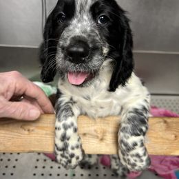 English Springer Spaniel All Grown Up from Angel English Springer Spaniels