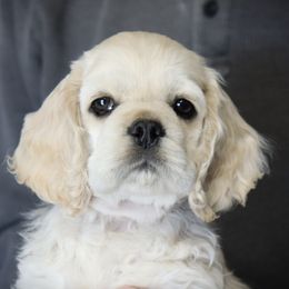 Cocker Spaniel Puppies from J and S Cocker Spaniels