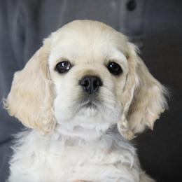 Cocker Spaniel Puppies from J and S Cocker Spaniels
