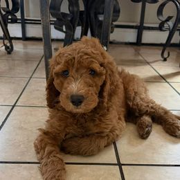 Buster - Apricot male Goldendoodle puppy in Johnston, Rhode Island from Puppy Love Heaven
