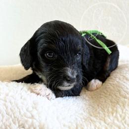 Green - Tri-color female Bernedoodle puppy in Rockwall, Texas from Glory Doodles