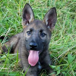 Aqua Collar - Alma - Sable female German Shepherd puppy in Augusta, West Virginia from Cricket Hollow Canines
