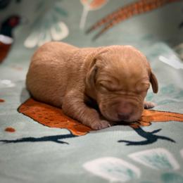 Maple - Yellow female Labrador Retriever puppy in Isle, Minnesota from Dog Ear Outfitters