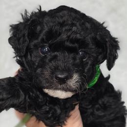 Michelangelo - Black male Bernedoodle puppy in Vernon, Texas from Sugarland's Texas Goldendoodles
