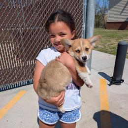 Kyle - Red merle and white male American Corgi puppy in Shawnee, Oklahoma from Sunray Ranch