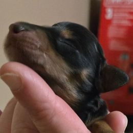 Johnny - Black and tan male Dachshund puppy in Knoxville, Tennessee from East TN Dachshunds