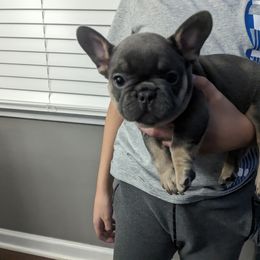 French Bulldog Puppies from Jgrfrenchies