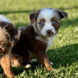 Taffy - Red merle female Miniature Australian Shepherd puppy in Lincoln, California from Country Dreams Mini Aussies