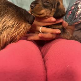Dachshund Puppies from Scottland Ranch Dachshunds