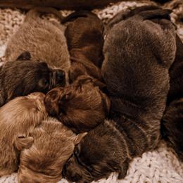 Dilute Retriever Puppies from Weathervane Labs