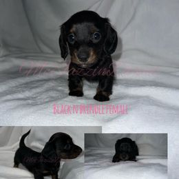 Dachshund Puppies from McJazzin Doxies