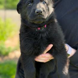 Fission - Black female German Shepherd puppy in Medical Lake, Washington from Nine Realms German Shepherds