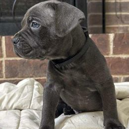 Cane Corso Puppies from Trained To Go Corso Kennels (T.T.G. Corso Kennels)