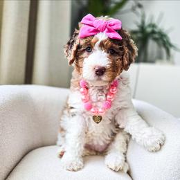 Arwen - Chocolate merle female Bernedoodle puppy in Gaylord, Michigan from Dog Mom Co. Doodles