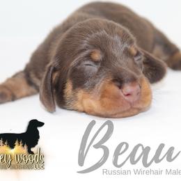Beau (Russian Wire) - Chocolate and tan male Dachshund puppy in Linden, Texas from Piney Woods Miniature Dachshunds LLC