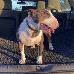 Zuri - Miniature Bull Terrier