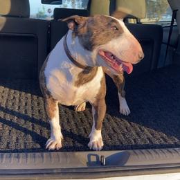 Zuri - Miniature Bull Terrier