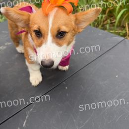 Purple Collar - Red female Pembroke Welsh Corgi puppy in Eaton, New York from Snomoon Miniature Pinschers  & Pembroke Welsh Corgi