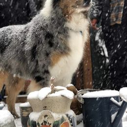 Australian Shepherd All Grown Up from A&K’s Aussies