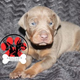 Doberman Pinscher Puppies from Aaliyah’s Dobies