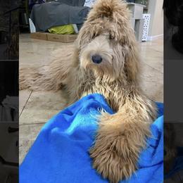 Goldendoodle Puppies from Lundee Doodles