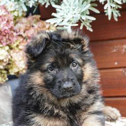 Red Collar - Black and red female German Shepherd puppy in Howell, Michigan from Sheyenne’s Shepherds