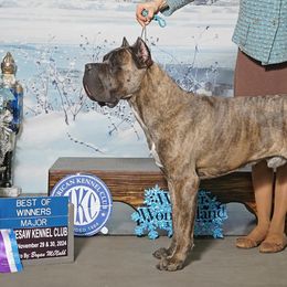 Cane Corso and French Bulldogs from Mount Olympus French Bulldogs