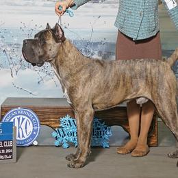 Cane Corso and French Bulldogs from Mount Olympus French Bulldogs
