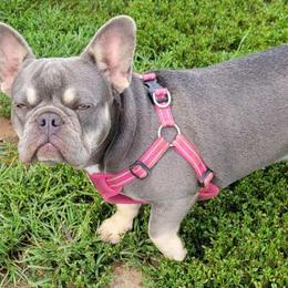 Boston Terriers, Boxers, and French Bulldogs from CC's Boston, Boxer & Frenchie Babies