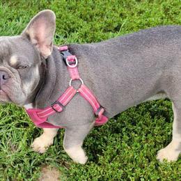 Boston Terriers, Boxers, and French Bulldogs from CC's Boston, Boxer & Frenchie Babies