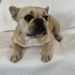 Pea - French Bulldog