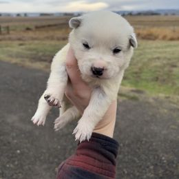 Nova - Blue mottled female Australian Cattle Dog puppy in Ellensburg, Washington from Boondock Bandits