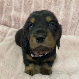 Josie May- lavender collar-2500 - Black and tan female Dachshund puppy in Great Bend, Pennsylvania from Dashing Doxies