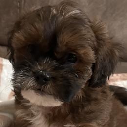 Goldendoodles from Southern Bred Pups