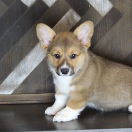 Whiskey - Pembroke Welsh Corgi puppy in Tennessee from Elderwood Farms