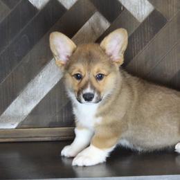 Whiskey - Pembroke Welsh Corgi puppy in Tennessee from Elderwood Farms