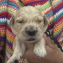 Bolivia (Little Latins Litter) - Golden male Golden Retriever puppy in Argyle, Texas from Skarlotte Goldens, LLC