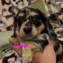 Black and cream dapple - Dapple female Dachshund puppy in Mt. Pleasant, Texas from The Spotted Doxie
